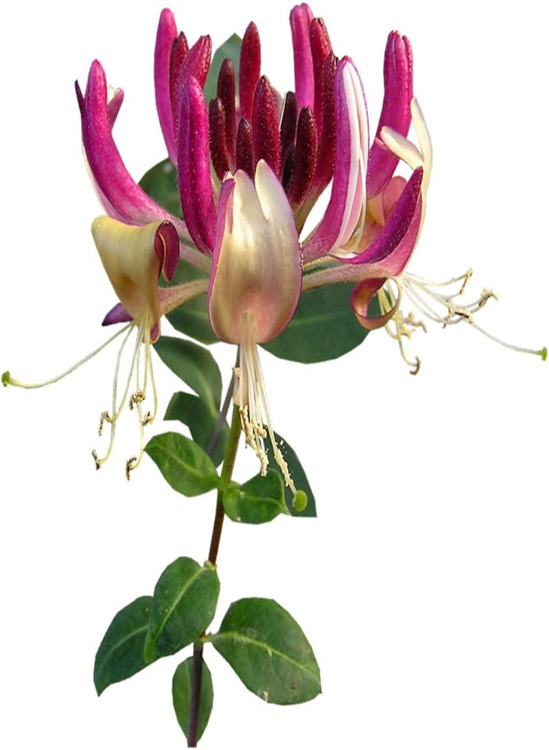 جي جوت بذور زهر العسل في المملكة المتحدة، نباتات زينة مقاومة للبرد، بذور للزراعة في المملكة المتحدة، بذور كوزموس - 300 بذرة - Image 1