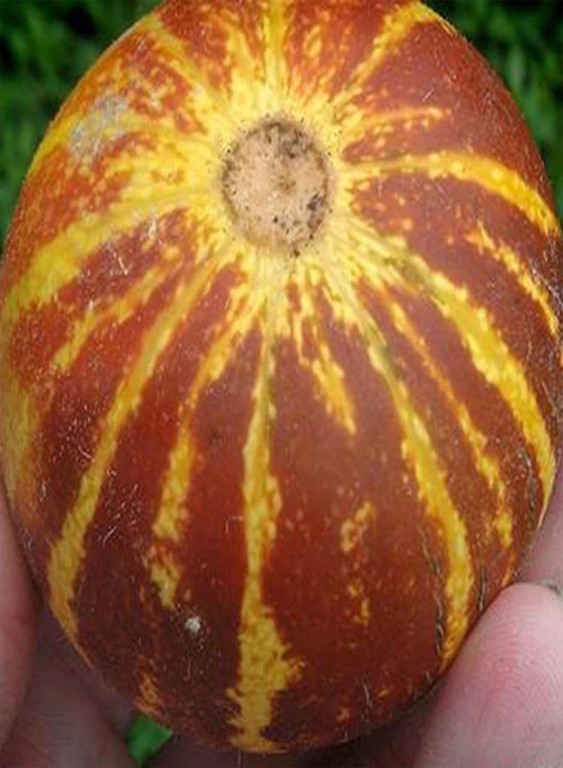 جي جوت 10 قطع/حقيبة من بذور البطيخ تيجر، بذور خضروات القرع السنوية عالية القيمة الغذائية، لذيذة للمزرعة، بذور بونساي لذيذة - Image 5