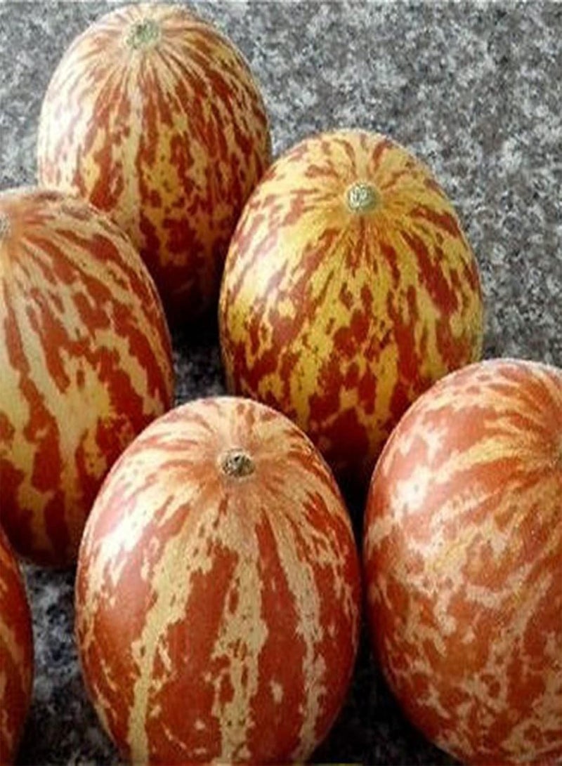 جي جوت 10 قطع/حقيبة من بذور البطيخ تيجر، بذور خضروات القرع السنوية عالية القيمة الغذائية، لذيذة للمزرعة، بذور بونساي لذيذة - Image 1