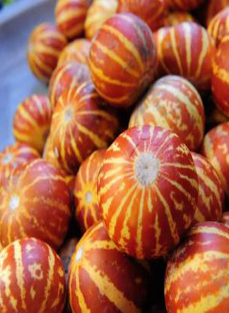 جي جوت 10 قطع/حقيبة من بذور البطيخ تيجر، بذور خضروات القرع السنوية عالية القيمة الغذائية، لذيذة للمزرعة، بذور بونساي لذيذة - Image 3