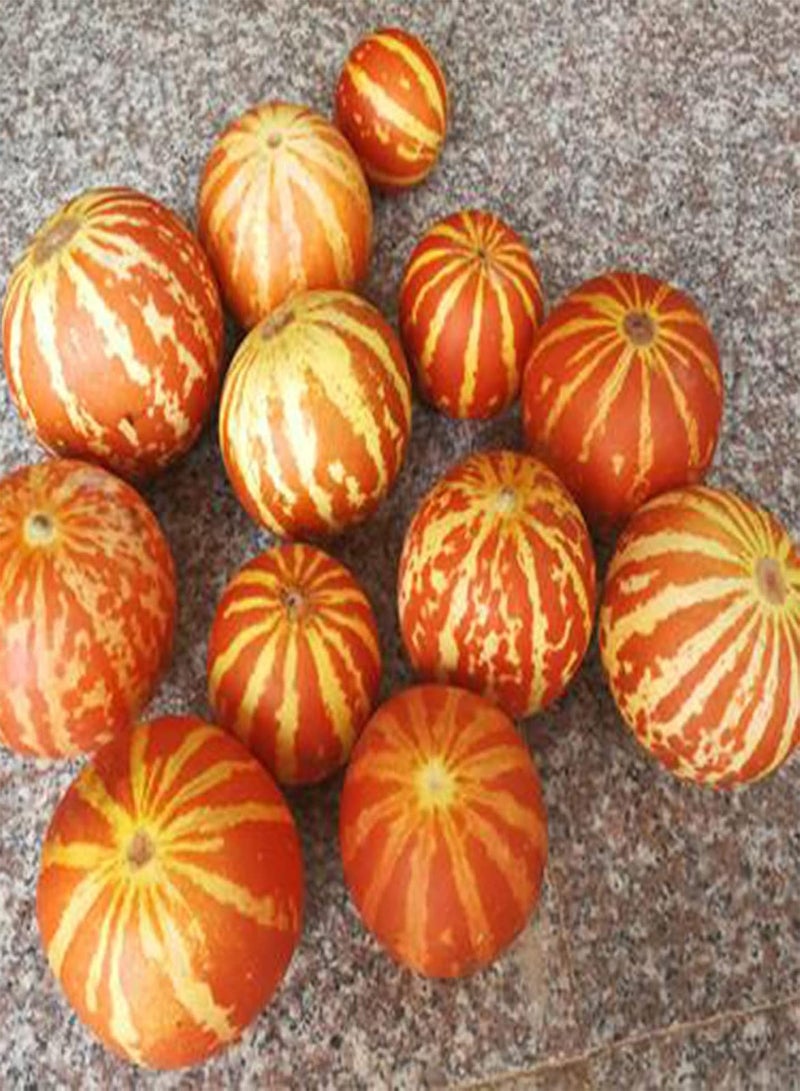 جي جوت 10 قطع/حقيبة من بذور البطيخ تيجر، بذور خضروات القرع السنوية عالية القيمة الغذائية، لذيذة للمزرعة، بذور بونساي لذيذة - Image 2