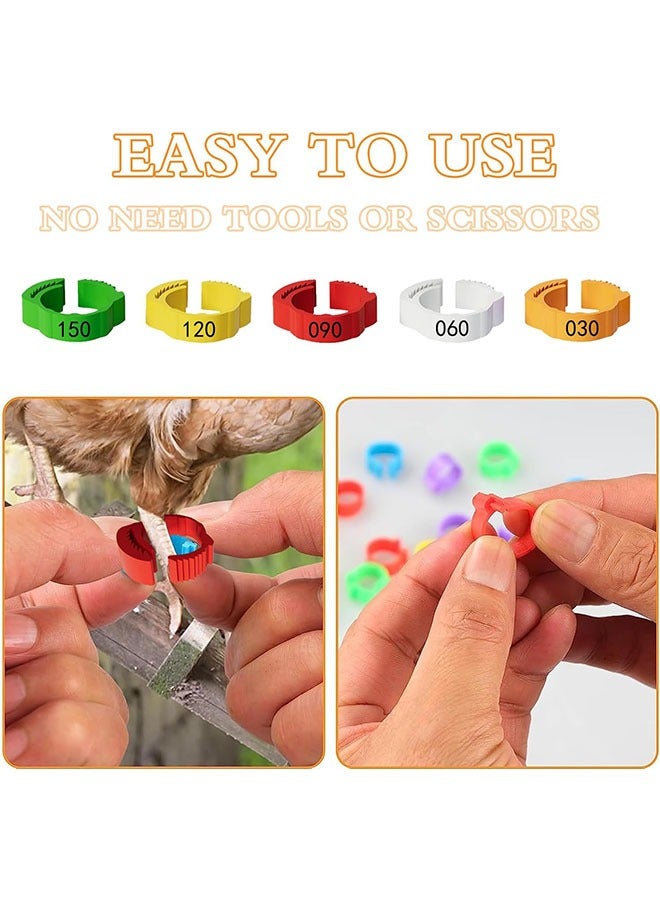 جيوستوس 150 قطعة حلقات ساق الدجاج ، والأشرطة المرقمة ، وملونة مقطع للدواجن على الكاحل لبط البطخشة حمام ، 5 ألوان - Image 4