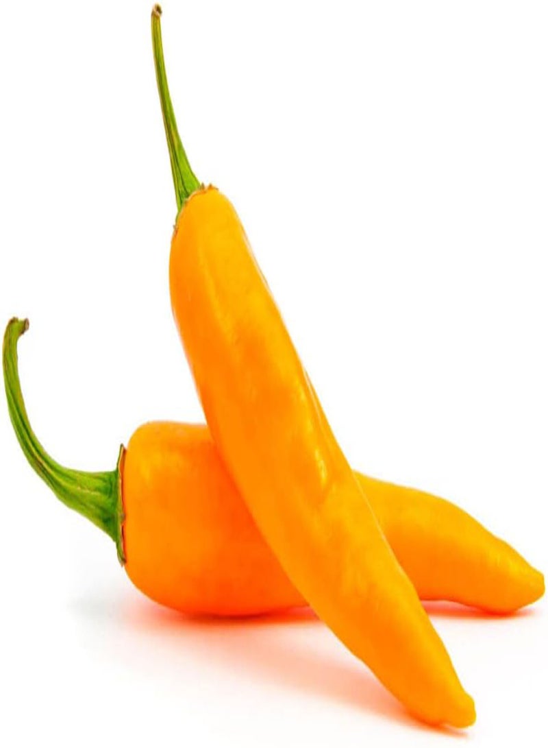 GGOOT Aji Amarillo-Peruvian Yellow, Seeds,Use Fresh,Roasted,dried,Sauces,powder(30 Seeds) - Image 1