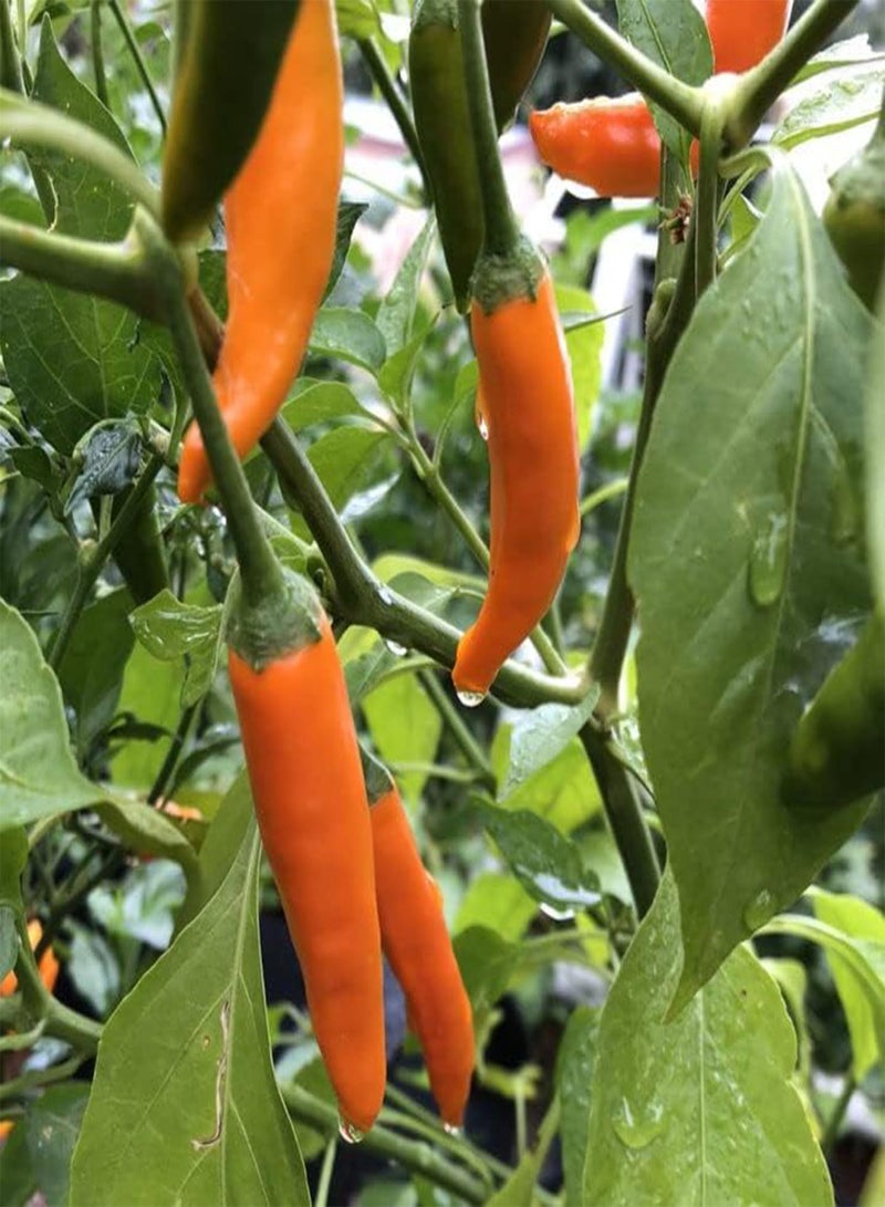 GGOOT Aji Amarillo-Peruvian Yellow, Seeds,Use Fresh,Roasted,dried,Sauces,powder(30 Seeds) - Image 4