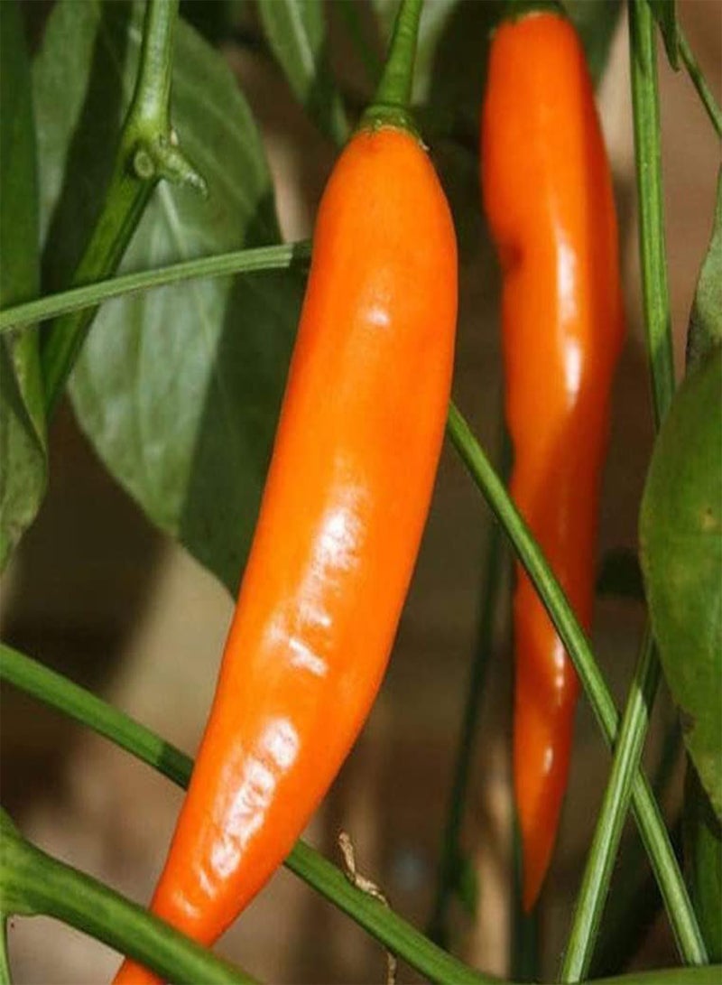 GGOOT Aji Amarillo-Peruvian Yellow, Seeds,Use Fresh,Roasted,dried,Sauces,powder(30 Seeds) - Image 2