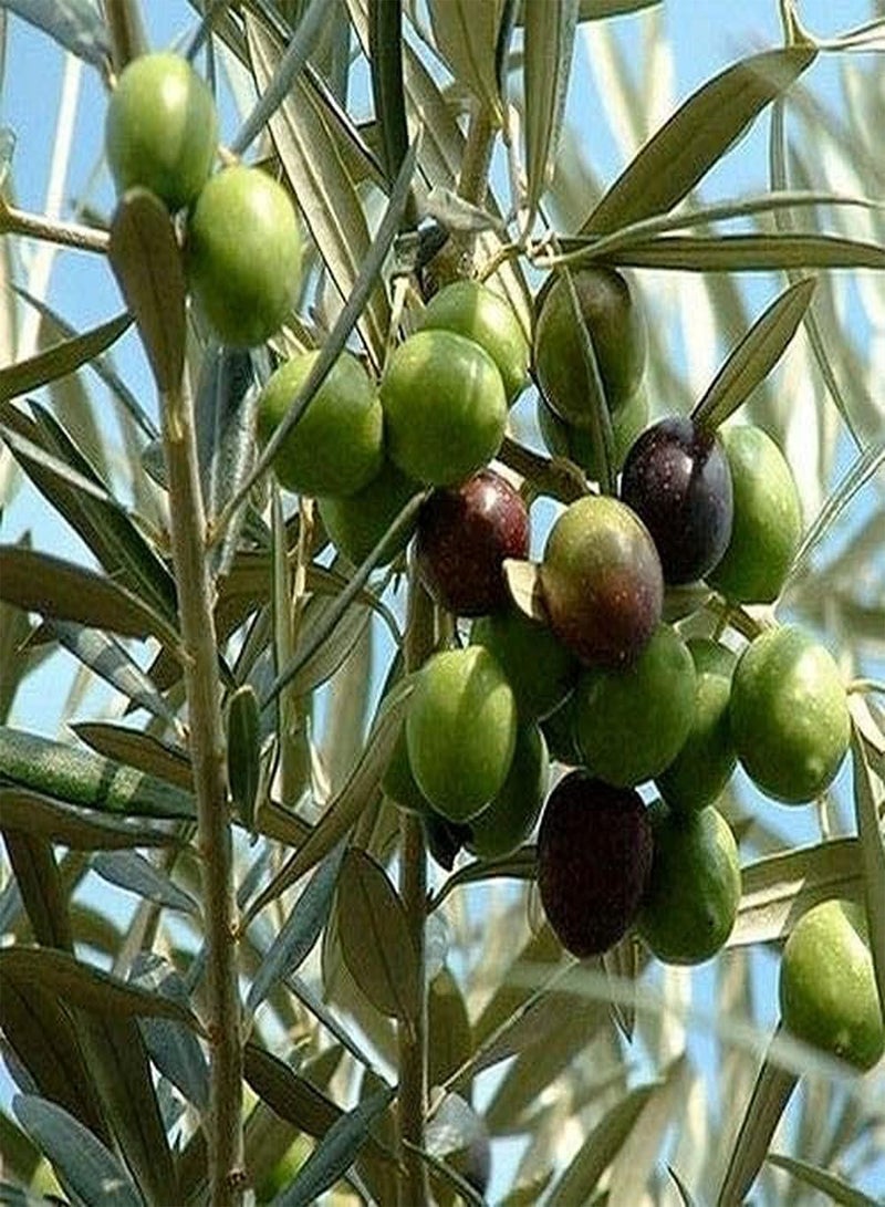 GGOOT 10pcs Olive Seeds Grow Fast Straight Trunk Broad Canopy Heirloom Low Cost Easy to Maintain Garden Yard Planting Courtyard Garden Decoration  - Image 2