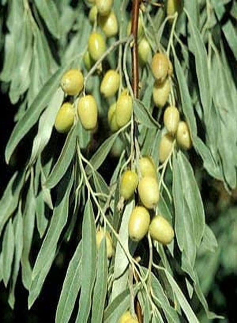 GGOOT 10pcs Olive Seeds Grow Fast Straight Trunk Broad Canopy Heirloom Low Cost Easy to Maintain Garden Yard Planting Courtyard Garden Decoration  - Image 3