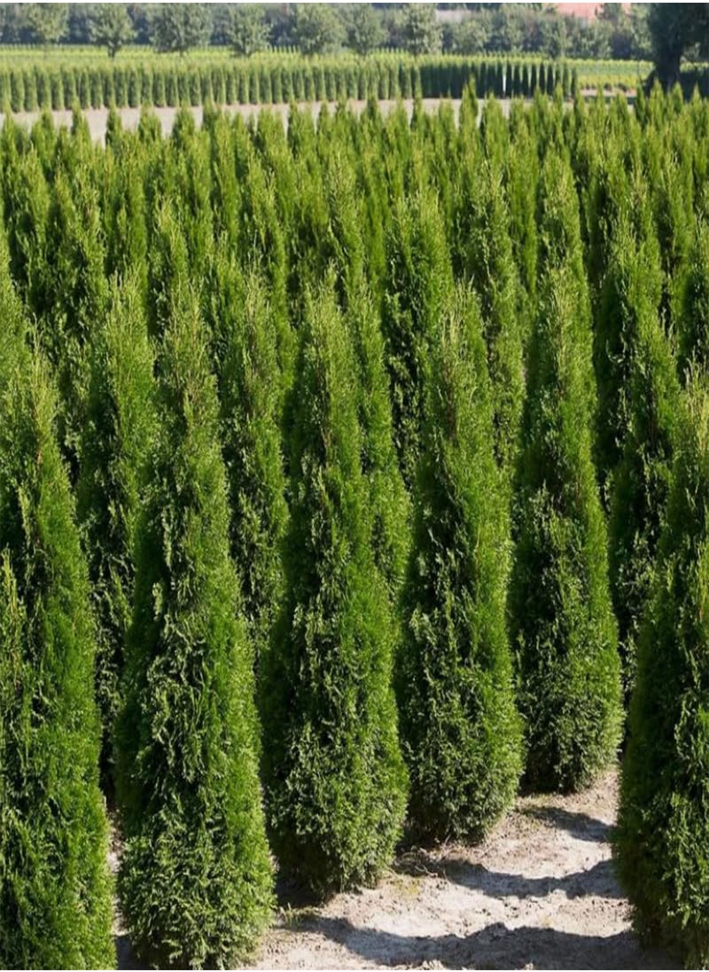 Thuja compacta, Pyramidalis Compacta (Thuja occidentalis) Seeds (200)