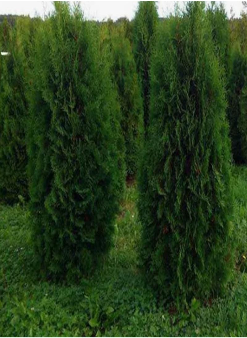 Thuja compacta, Pyramidalis Compacta (Thuja occidentalis) Seeds (200)