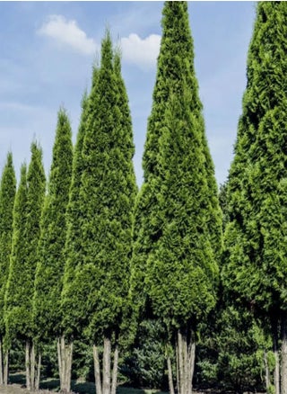 Thuja compacta, Pyramidalis Compacta (Thuja occidentalis) Seeds (200) - pzsku/Z9EF1D562E9E5D4A85832Z/45/_/1741600767/f1f88509-9870-4a42-acf2-daabf340c31c