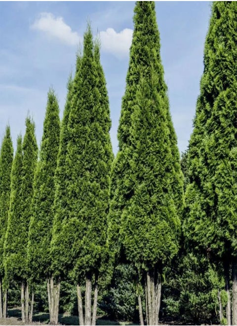 Thuja compacta, Pyramidalis Compacta (Thuja occidentalis) Seeds (200)