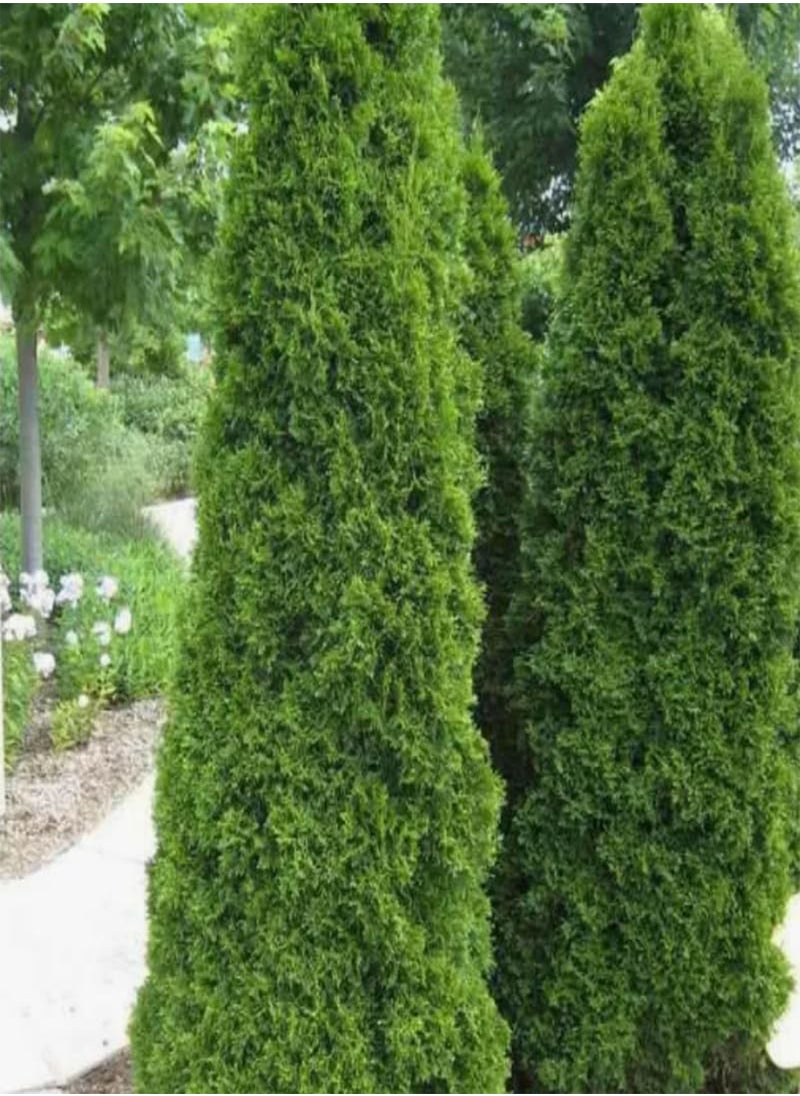 Thuja compacta, Pyramidalis Compacta (Thuja occidentalis) Seeds (200)