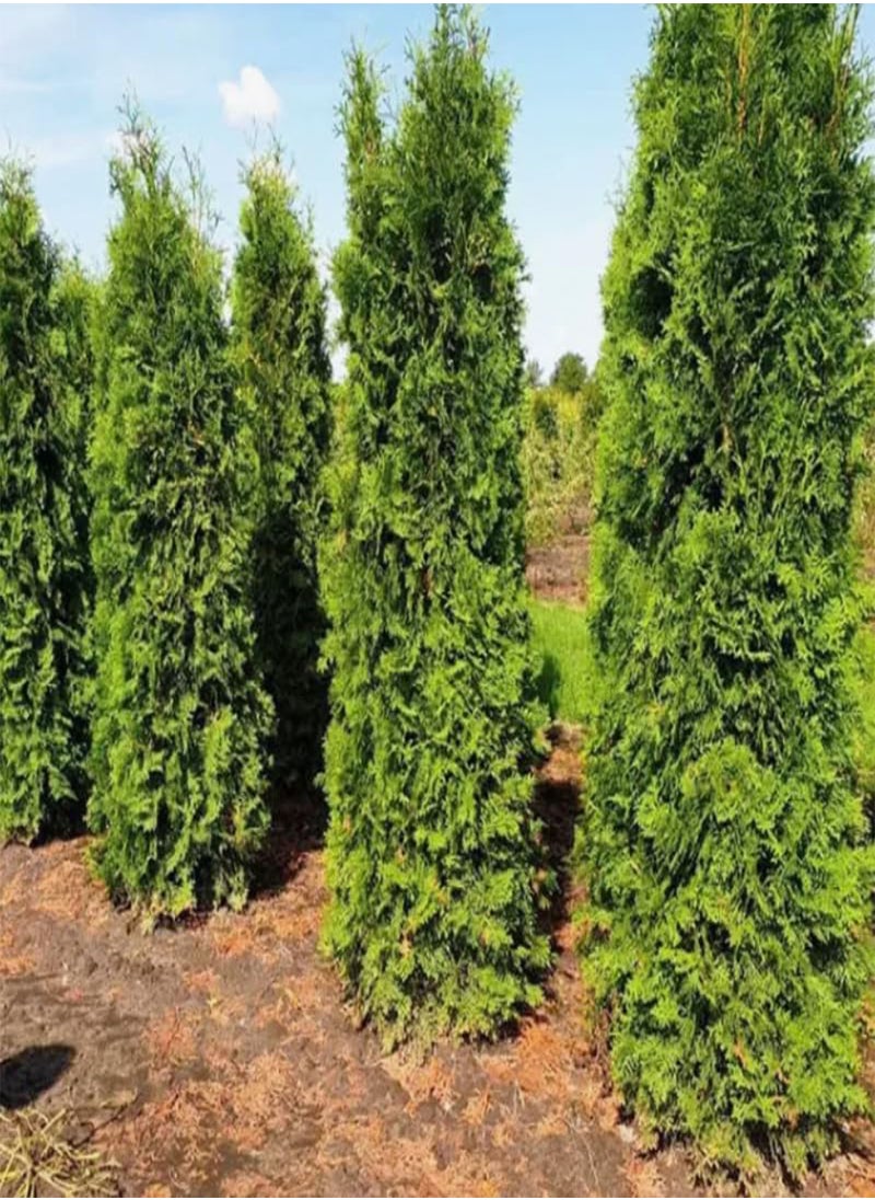 Thuja compacta, Pyramidalis Compacta (Thuja occidentalis) Seeds (200)