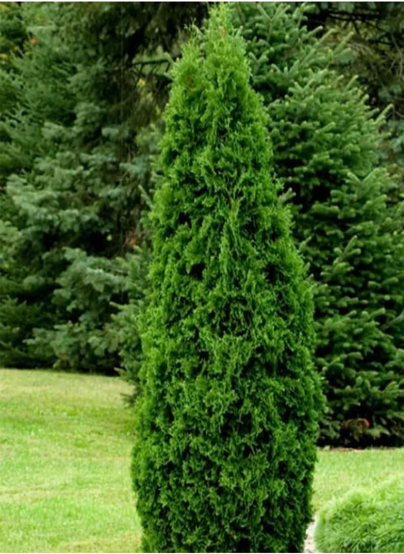 Thuja compacta, Pyramidalis Compacta (Thuja occidentalis) Seeds (200)