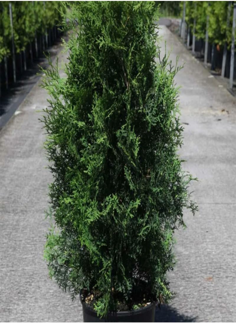 Thuja compacta, Pyramidalis Compacta (Thuja occidentalis) Seeds (200)