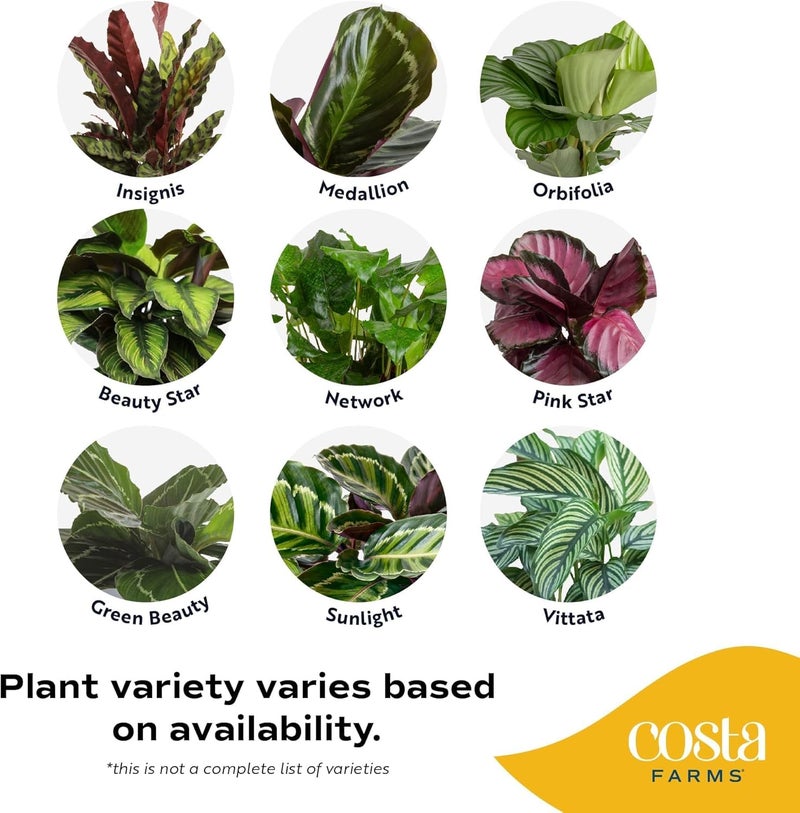 Costa Farms Calathea Live Plant in Decorative Pot, Indoor Houseplant, Perfect for Home, Room, or Office Decor, Great House Warming or Birthday Gift, 12-18 Inches Tall - Image 3