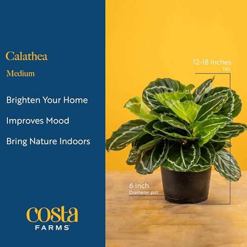 Costa Farms Calathea Live Plant in Decorative Pot, Indoor Houseplant, Perfect for Home, Room, or Office Decor, Great House Warming or Birthday Gift, 12-18 Inches Tall - Image 4