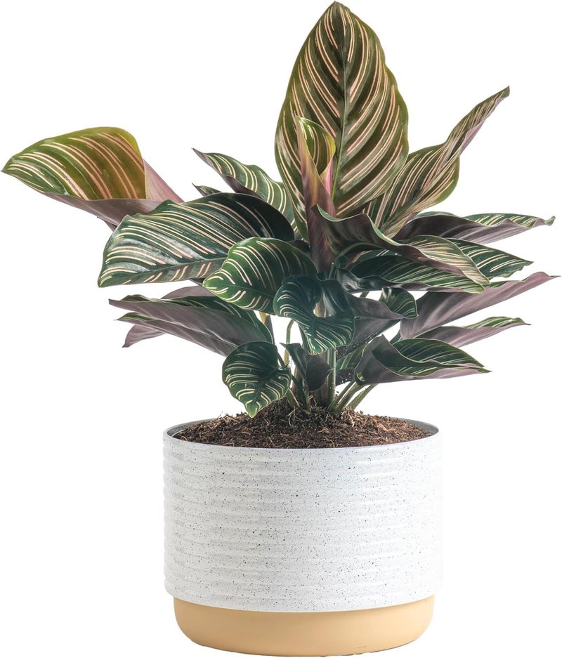 Costa Farms Calathea Live Plant in Decorative Pot, Indoor Houseplant, Perfect for Home, Room, or Office Decor, Great House Warming or Birthday Gift, 12-18 Inches Tall - Image 1