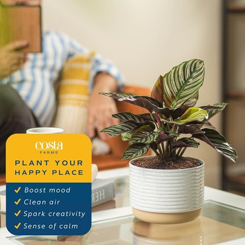 Costa Farms Calathea Live Plant in Decorative Pot, Indoor Houseplant, Perfect for Home, Room, or Office Decor, Great House Warming or Birthday Gift, 12-18 Inches Tall - Image 5