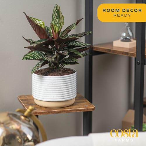 Costa Farms Calathea Live Plant in Decorative Pot, Indoor Houseplant, Perfect for Home, Room, or Office Decor, Great House Warming or Birthday Gift, 12-18 Inches Tall - Image 2