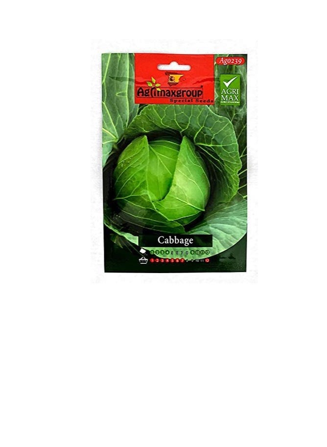 أجريماكس بذور الكرنب من Agrimaxgroup  - Image 2