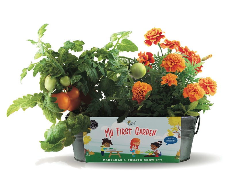 Buzzy Seeds My First Garden Windowsill Grow Kit, Tomato and Marigold Seeds, Indoor Gardening Starter Set for Beginners, Fun DIY Planting Project Gift, New Home Present - Image 1