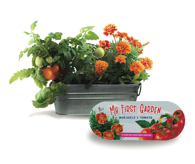 Buzzy Seeds My First Garden Windowsill Grow Kit, Tomato and Marigold Seeds, Indoor Gardening Starter Set for Beginners, Fun DIY Planting Project Gift, New Home Present - Image 2