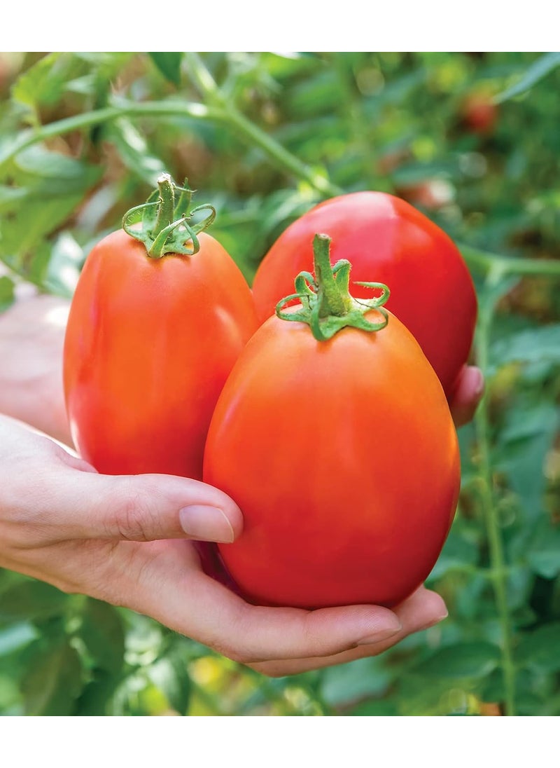 Burpee Burpee Gladiator25 NonGMO Seeds Hybrid Red Slicing  Paste Delicious Roma Tomato Variety Indeterminate Seeds for Home Garden  - Image 1