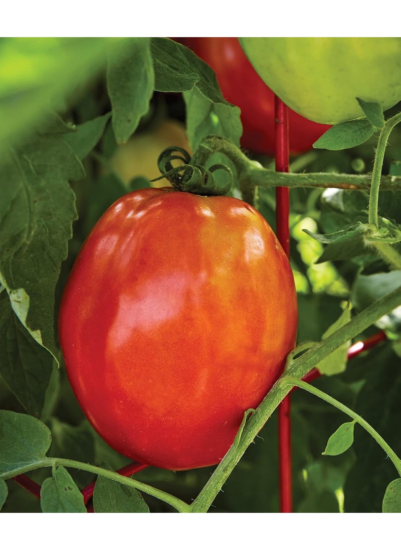 Burpee Burpee Gladiator25 NonGMO Seeds Hybrid Red Slicing  Paste Delicious Roma Tomato Variety Indeterminate Seeds for Home Garden  - Image 5