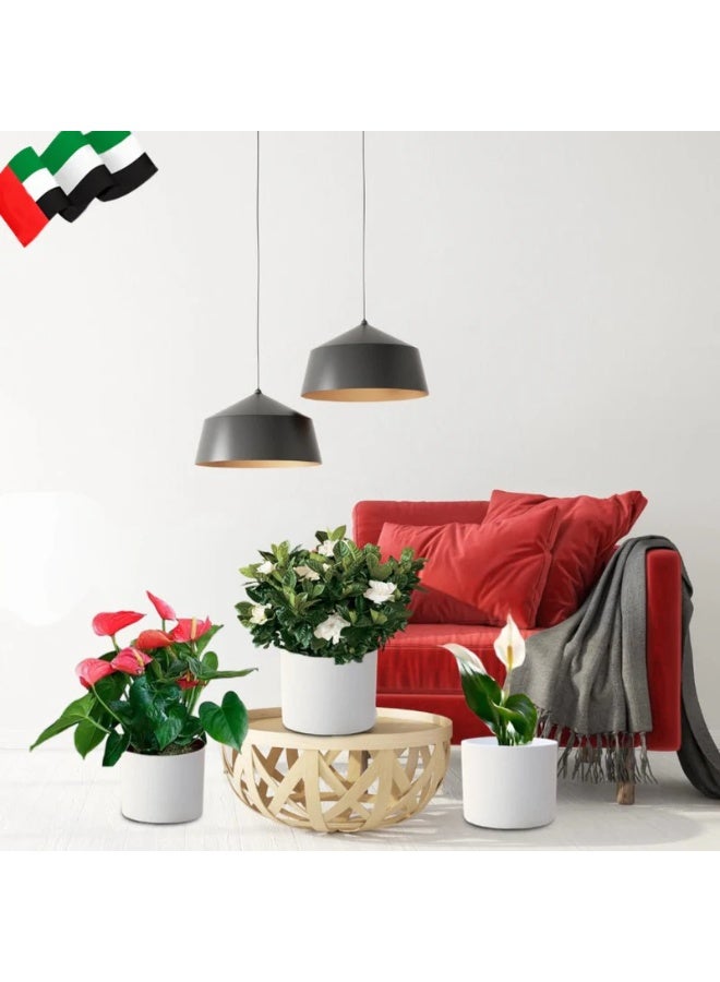 National Day Celebration Plant Bundle in Premium White Cement Pots | Indoor Decorative Plants for Home & Office Décor Green Gift Set for Nationa Day Events & Celebrations