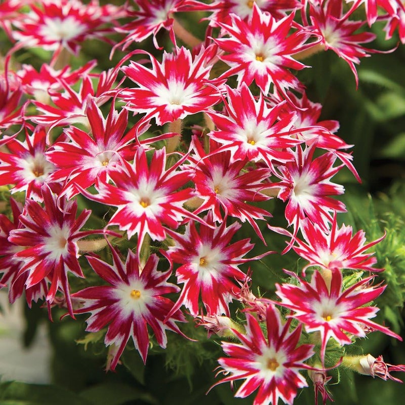 Burpee بربى بوبستارز وردي ساطع مع بذور فلوكس العين 50 بذور - Image 1