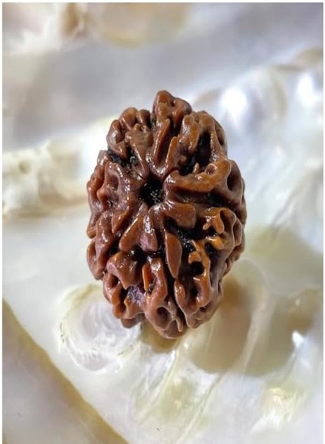 Trishakti Punch Mukhi rudraksha Along with | Natural & Certified | Astrological Five Mukhi/Faced Rudraksha | Positive Effect | Unisex Both for Men & Women - Image 3