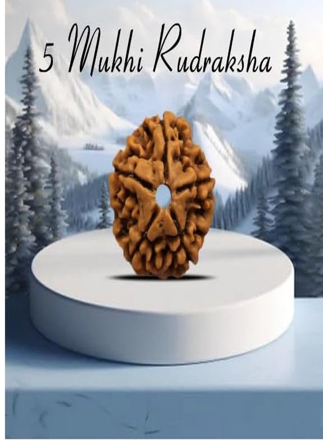 Trishakti Punch Mukhi rudraksha Along with | Natural & Certified | Astrological Five Mukhi/Faced Rudraksha | Positive Effect | Unisex Both for Men & Women - Image 4
