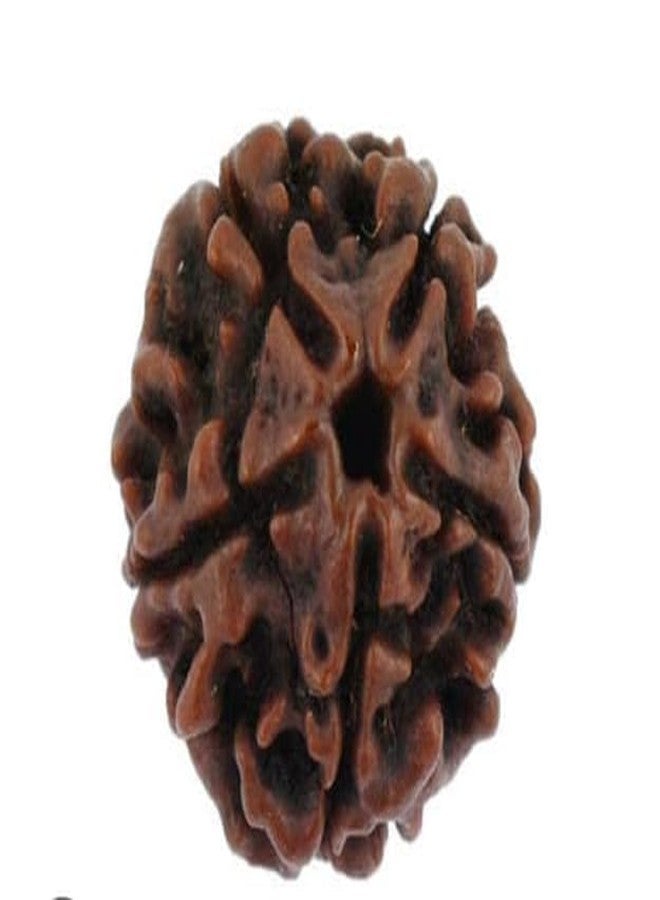 Trishakti Punch Mukhi rudraksha Along with | Natural & Certified | Astrological Five Mukhi/Faced Rudraksha | Positive Effect | Unisex Both for Men & Women - Image 1
