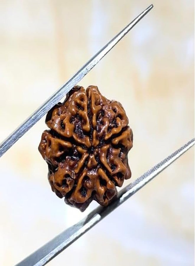 Trishakti Punch Mukhi rudraksha Along with | Natural & Certified | Astrological Five Mukhi/Faced Rudraksha | Positive Effect | Unisex Both for Men & Women - Image 2