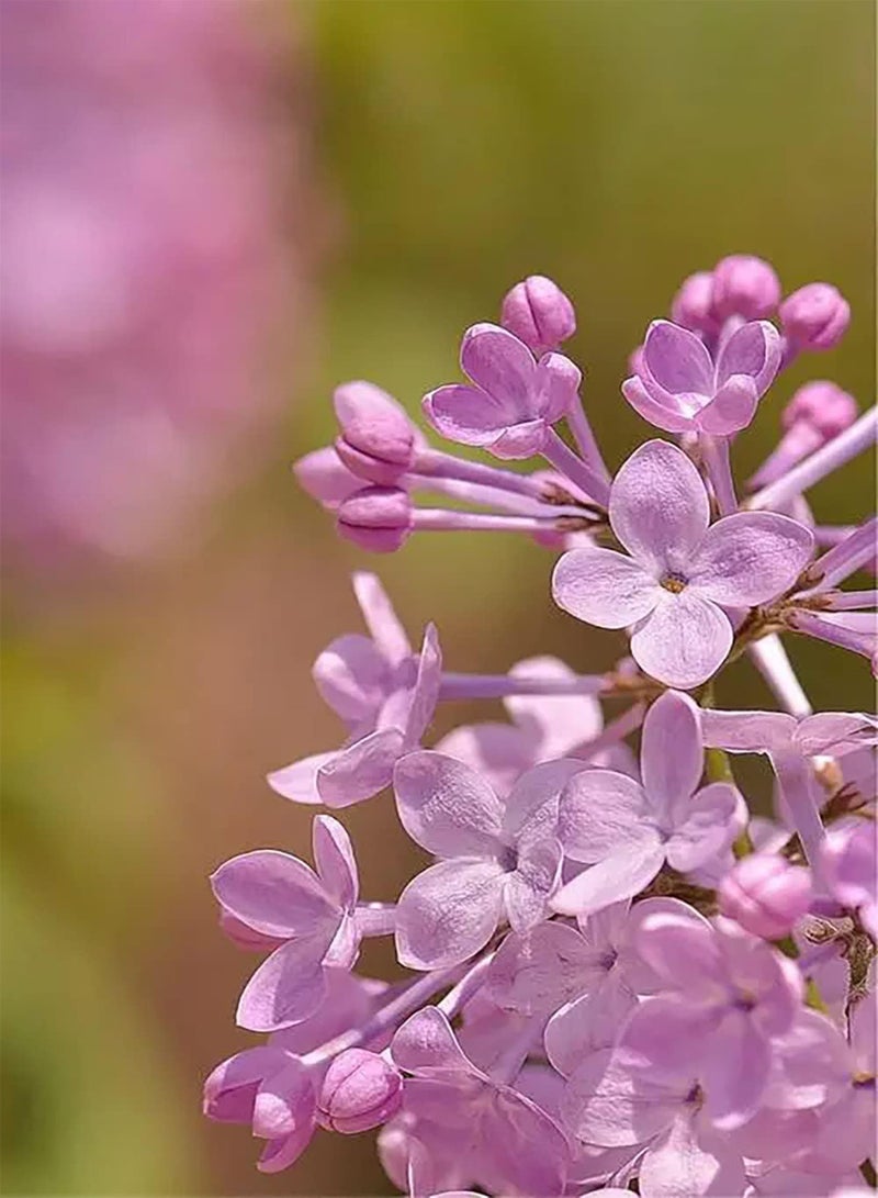 GGOOT 25pcs Pink Lilac Seeds One of The Best Choices for Decorating Flower Bed Window Frames Easy to Plant Manage and Maintain Quite Exotic - Image 2