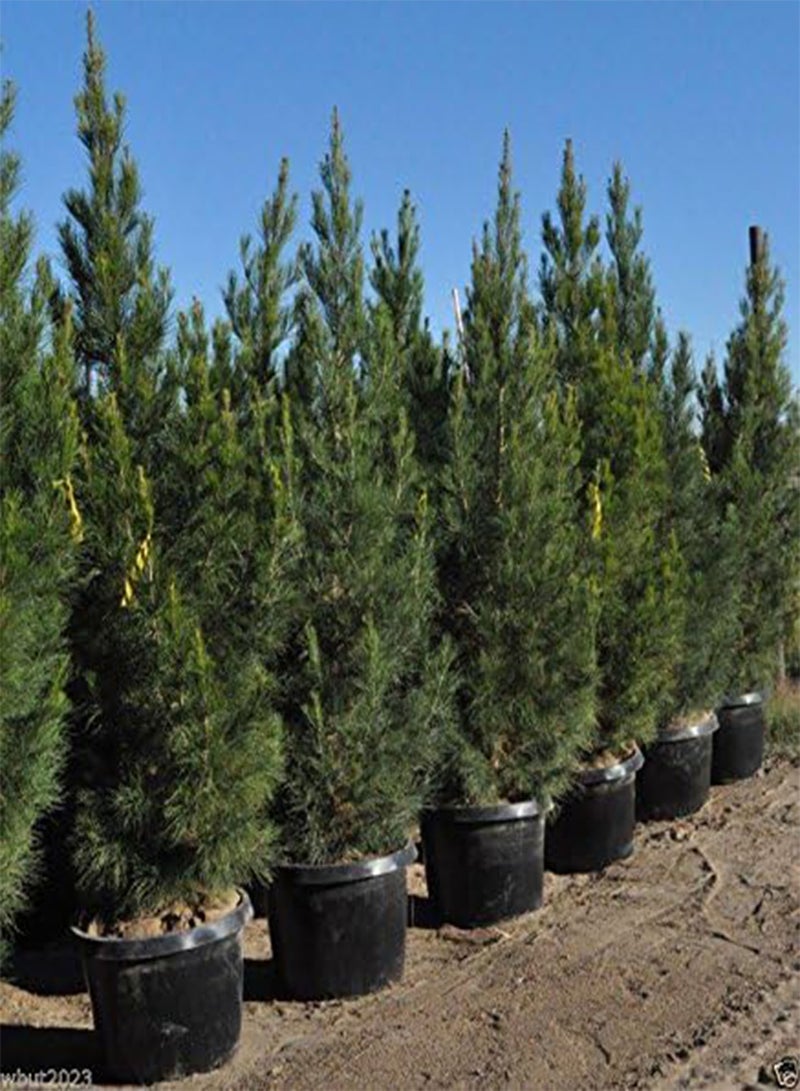 GGOOT Afghan Pine Seeds, Mondell Pine, Lone Star Christmas Tree (100 Seeds) - Image 3