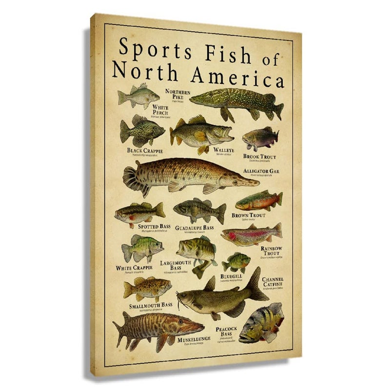 Busmko Sports Fish of North America Education Knowledge Wall Decor Vintage Art Canvas Painting Modern Picture Artworks Gift for Living Room Decor Artwork Unframed 16x24 inch40x60cm - Image 2