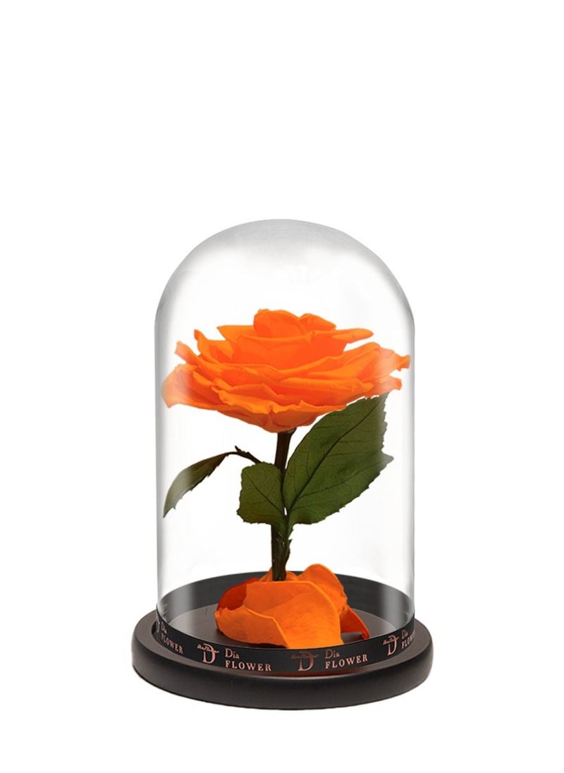 Dia FLOWER - بريميوم إنفينيتي متوسطة - Image 1