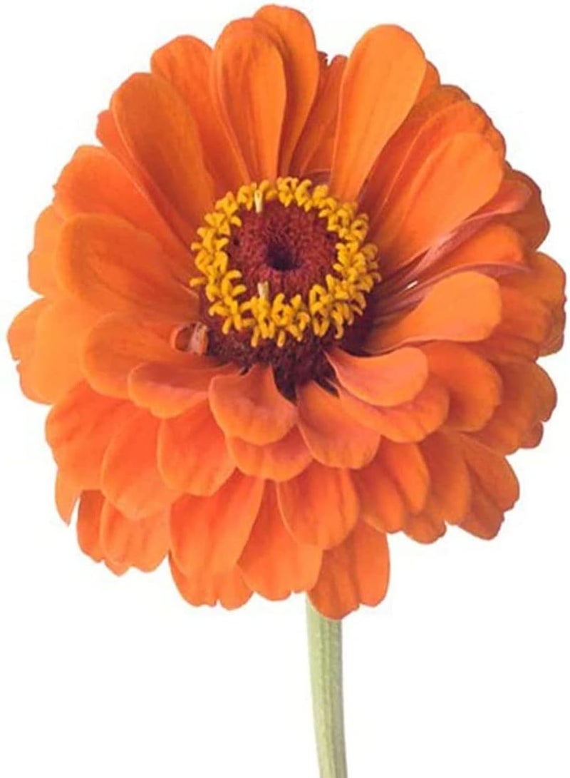 GGOOT 200pcs Oranje Zinnia Zaden Aantrekkelijke Zinnia Bloemzaden voor Thuis Tuinieren Werven Terras Planten Prachtige Oranje Bloemen - Image 2