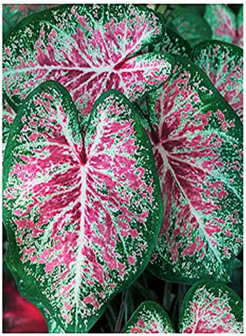 GGOOT Pink Cloud Caladium - Bare Root - Zone 9-11 