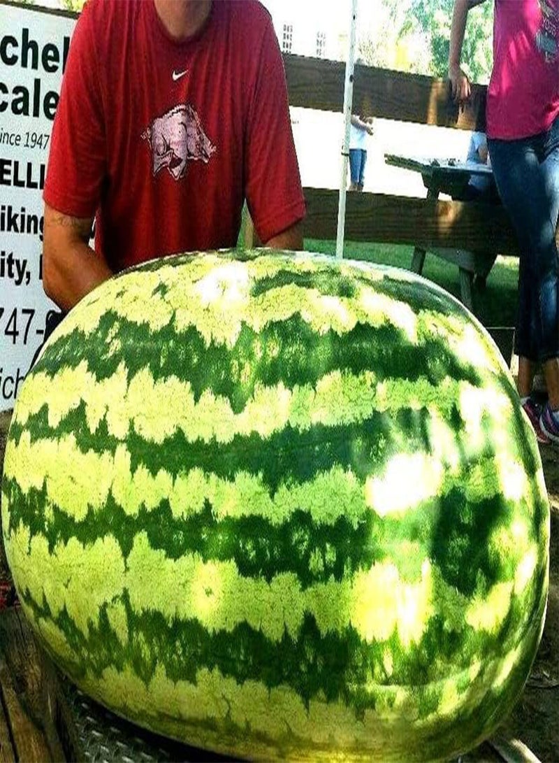 GGOOT Carolina Cross Watermelon (PKD) - 100 Seeds Or 1/2 g