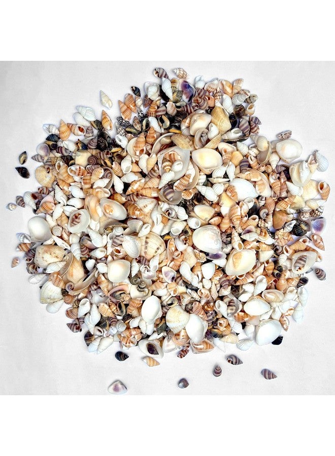 Famoby 1300 Pcs Natural Ocean Beach Spiral Seashells Mixed Tiny Sea Shells For Home Decorations,Wedding Decor,Kids Outdoor Beach Theme Party,Diy Crafts And Vase Filler,Decorate The Pool. - Image 3