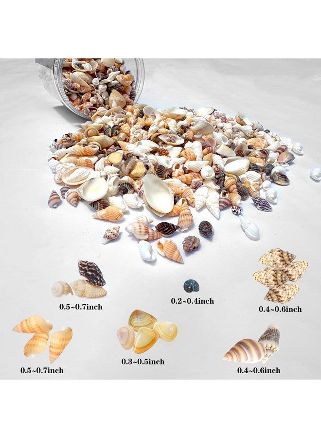 Famoby 1300 Pcs Natural Ocean Beach Spiral Seashells Mixed Tiny Sea Shells For Home Decorations,Wedding Decor,Kids Outdoor Beach Theme Party,Diy Crafts And Vase Filler,Decorate The Pool. - Image 2