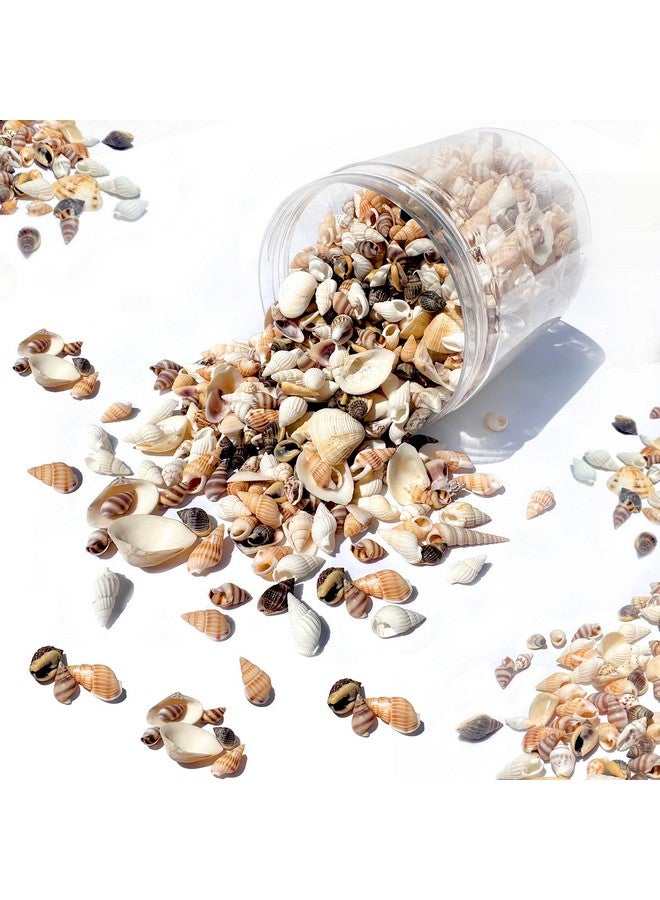 Famoby 1300 Pcs Natural Ocean Beach Spiral Seashells Mixed Tiny Sea Shells For Home Decorations,Wedding Decor,Kids Outdoor Beach Theme Party,Diy Crafts And Vase Filler,Decorate The Pool. - Image 1