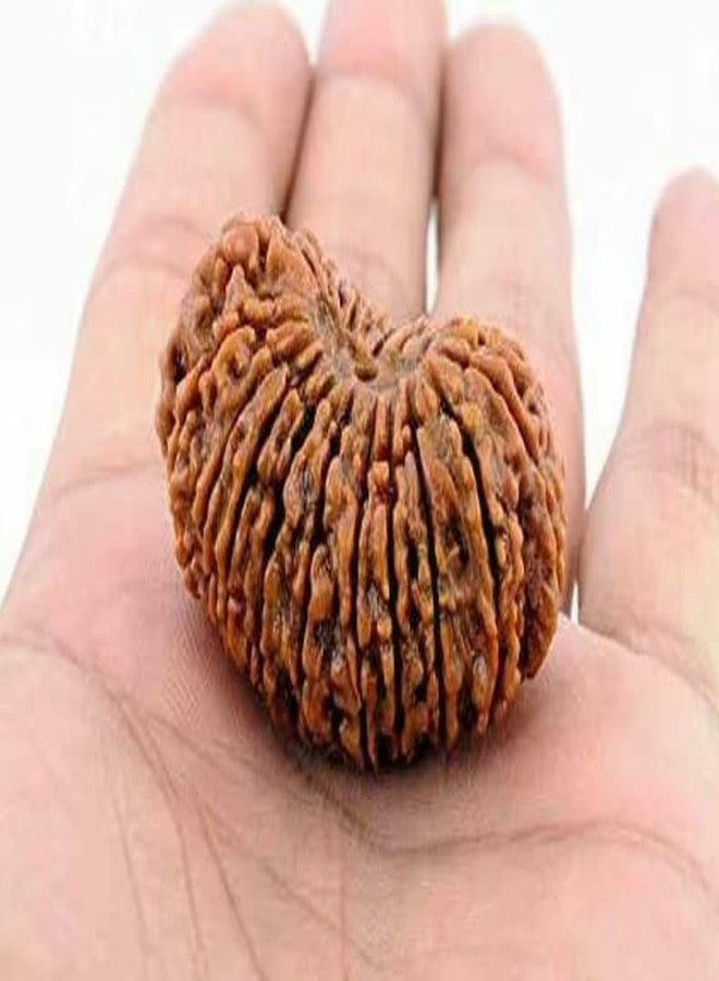 IRIS GEMS 21 Mukhi Rudraksha Nepali 21 मुखी रुद्राक्ष नेपाल ओरिजिनल सर्टिफाइड 21 Face Rudraksha Original Certified by Igl Ikkis Mukhi Rudraksha for Women Men इक्कीस मुखी रुद्राक्ष Ikkis Mukhi by IRIS GEMS - Image 1