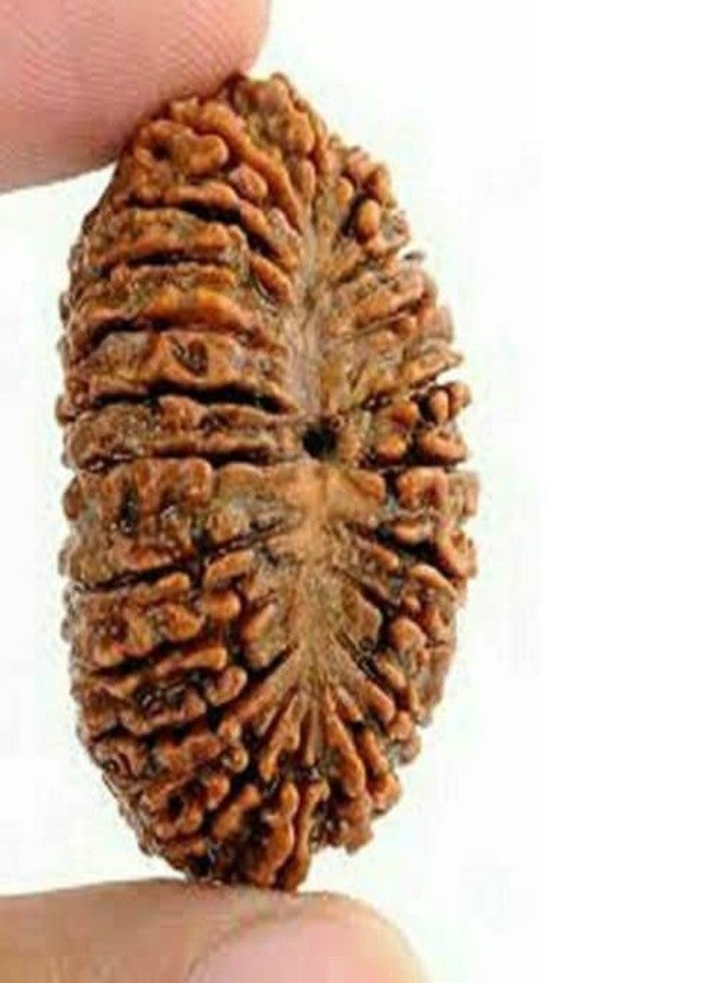 IRIS GEMS 21 Mukhi Rudraksha Nepali 21 मुखी रुद्राक्ष नेपाल ओरिजिनल सर्टिफाइड 21 Face Rudraksha Original Certified by Igl Ikkis Mukhi Rudraksha for Women Men इक्कीस मुखी रुद्राक्ष Ikkis Mukhi by IRIS GEMS - Image 2