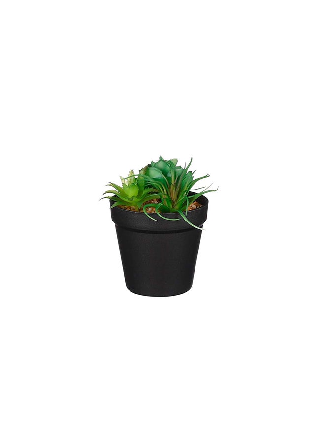 Suncoast Succulent In Pot Green 