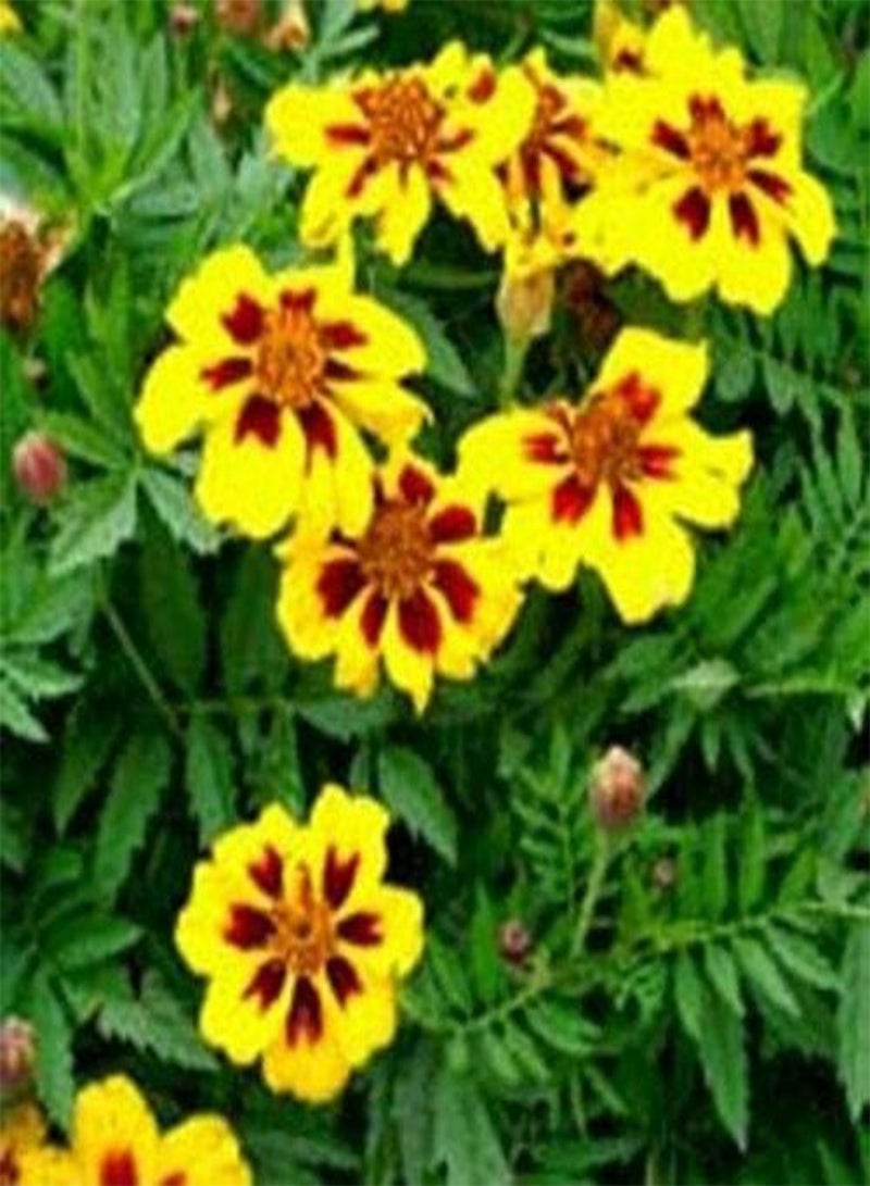 GGOOT Marigold (Tagetes Patula Nana Single Dainty Marietta)- 25 Seeds - Image 1
