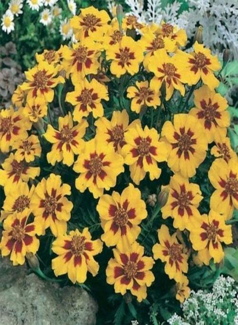 GGOOT Marigold (Tagetes Patula Nana Single Dainty Marietta)- 25 Seeds - Image 2